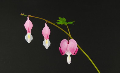Heart shaped flowers known as Bleeding heart, hanging down Isolated on a black background,...