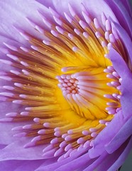 Macro-opname van paarse waterlelie die buiten bloeit