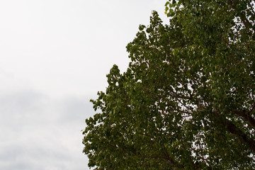 green Bodhi Tree branches against blue sky