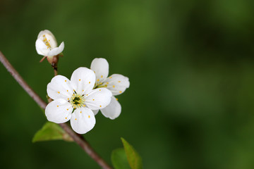 Cherry blossom in spring on green natural background. White flowers on a branch in a garden, soft colors