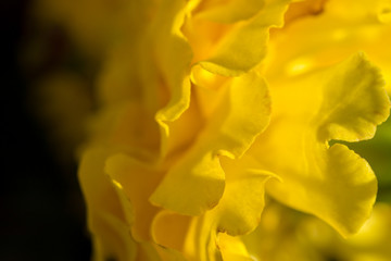 Fototapeta na wymiar Closeup photo of a marigold flower. Macro photo
