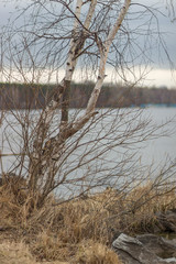A bare tree by the river in spring.