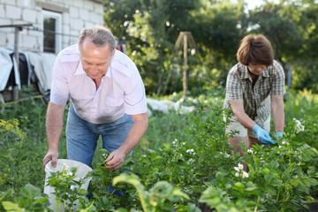 Fototapeta premium Farmers collect insects from potato leaves