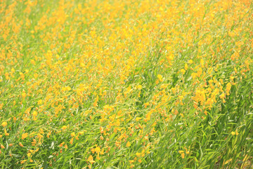 Beautiful sunhemp flower blooming in countryside, yellow flower field summer background, crotalaria juncea, sunhemp