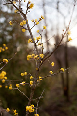 Flowers of cornelian on brown branches