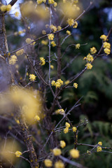 Flowering dogwood branches with yellow flowers