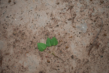 triple green leaf on the dirt ground