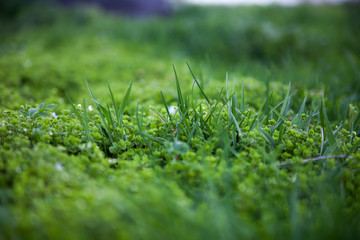 Green grass in spring