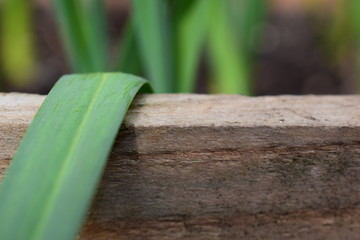 Czosnek rosnący w drewnianej skrzyni w ogródku