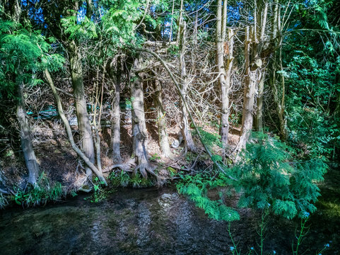 Wald