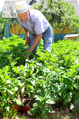 Mature man weeds with a hoe the garden bed