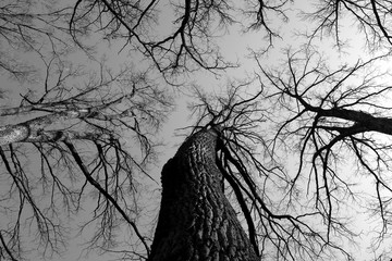 Trees without leaves down up low angle view in black and white