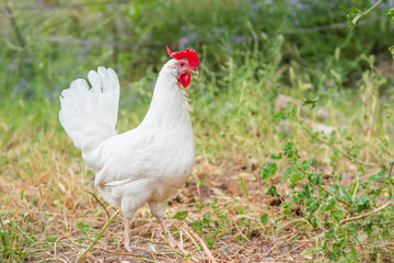 Detail of a white free-range hen standing in sustainable farm