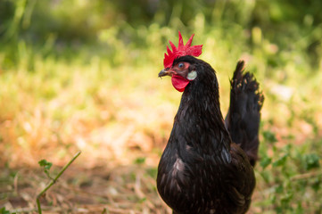 Detail of a free-range hen standing in sustainable farm