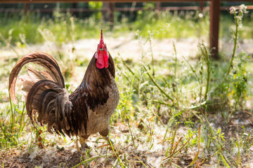 Free-range rooster looking at camera in a sustainable farm