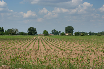 Fototapeta na wymiar coltivazione di mais per la produzione di farina