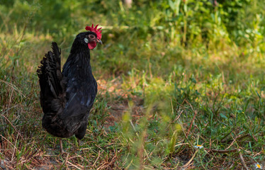 Free-range hen standing in sustainable farm