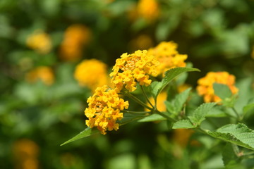 Beauty of nature is so good to see