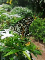 butterfly on a flower