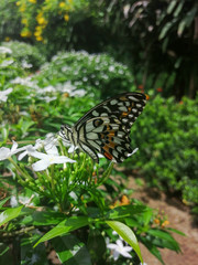 Obraz premium butterfly on flower