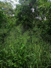 rain forest in thailand