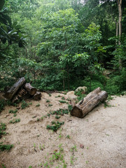 wooden bridge in the woods
