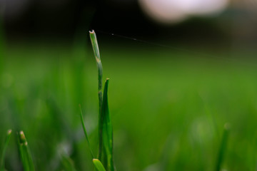 spider web on green grass