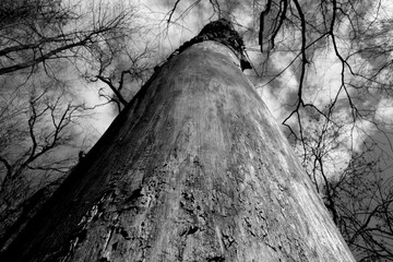 Trees without bark down up low angle view. Black and white