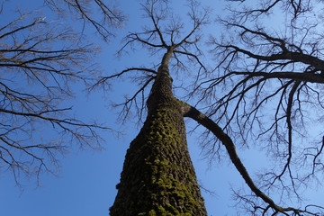 Trees without leaves down up low angle view.