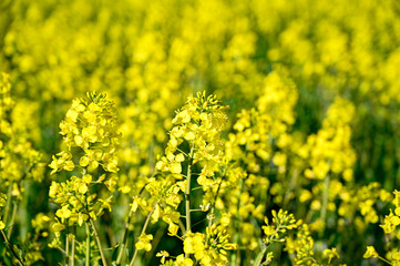 yellow rapeseed field in Kumla Narke Sweden