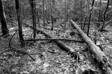 Fallen trees in wood in black and white