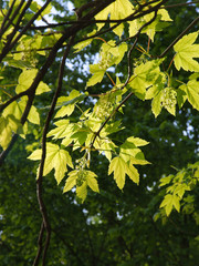 Sycamore maple tree with flowers at spring