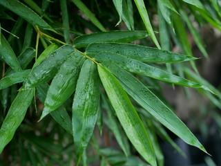 rain drops on a bamboo leaf