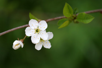 Cherry blossom in spring on green natural background. White flowers on a branch in a garden, soft...