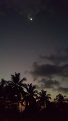 Fototapeta premium palm trees, stars and moon at night