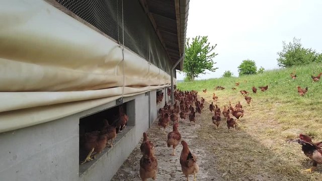 poule poulet volaille elevage bio plein air environnement 