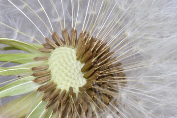 Closeup of a dandelion – can be used as a background
