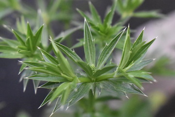 close up of fresh green leaves