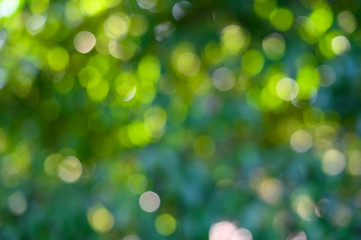 Beautiful bokeh of light shining through the tree