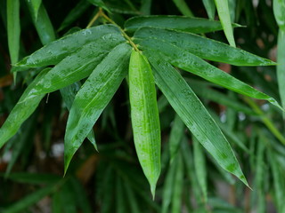 rain drops on a green leaf