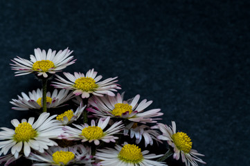 Obraz premium Very close up of little daisies flowers on black background 