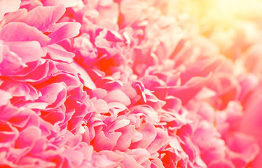 Beautiful flower background