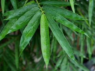 bamboo green leaf with dew drops