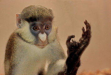 the face of a pensive monkey
