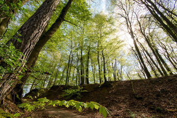 Panorama of a beautiful and peaceful outdoor morning scene with sunshine forest trees in a wild wood nature. Green forest in spring with bright sun shining through the trees, near Weinheim in Germany