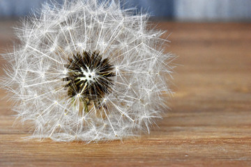 Closeup of a dandelion – can be used as a background