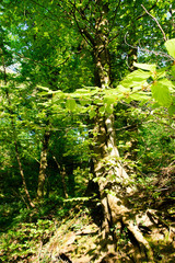 Panorama of a beautiful and peaceful outdoor morning scene with sunshine forest trees in a wild wood nature. Green forest in spring with bright sun shining through the trees, near Weinheim in Germany