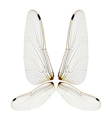 Wings of insect isolated on a white