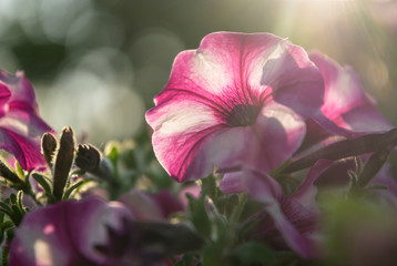 Pink blooming petunia in the spring morning sun