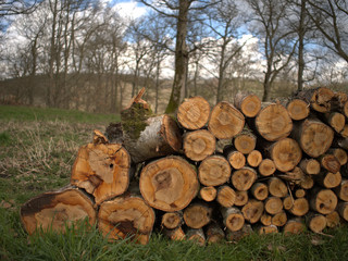 Tas de rondins de bois